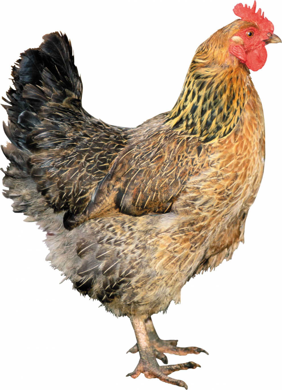 Download Ayam Jantan Png Nomer 52