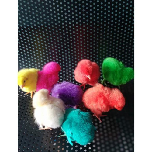 Detail Ayam Kecil Warna Warni Nomer 17