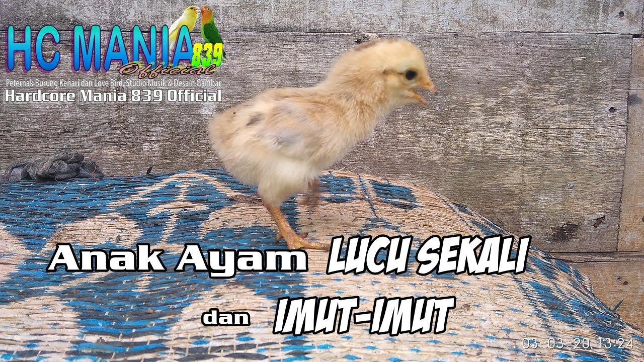 Detail Ayam Lucu Sekali Nomer 23