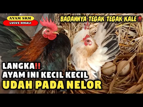 Detail Ayam Lucu Sekali Nomer 43