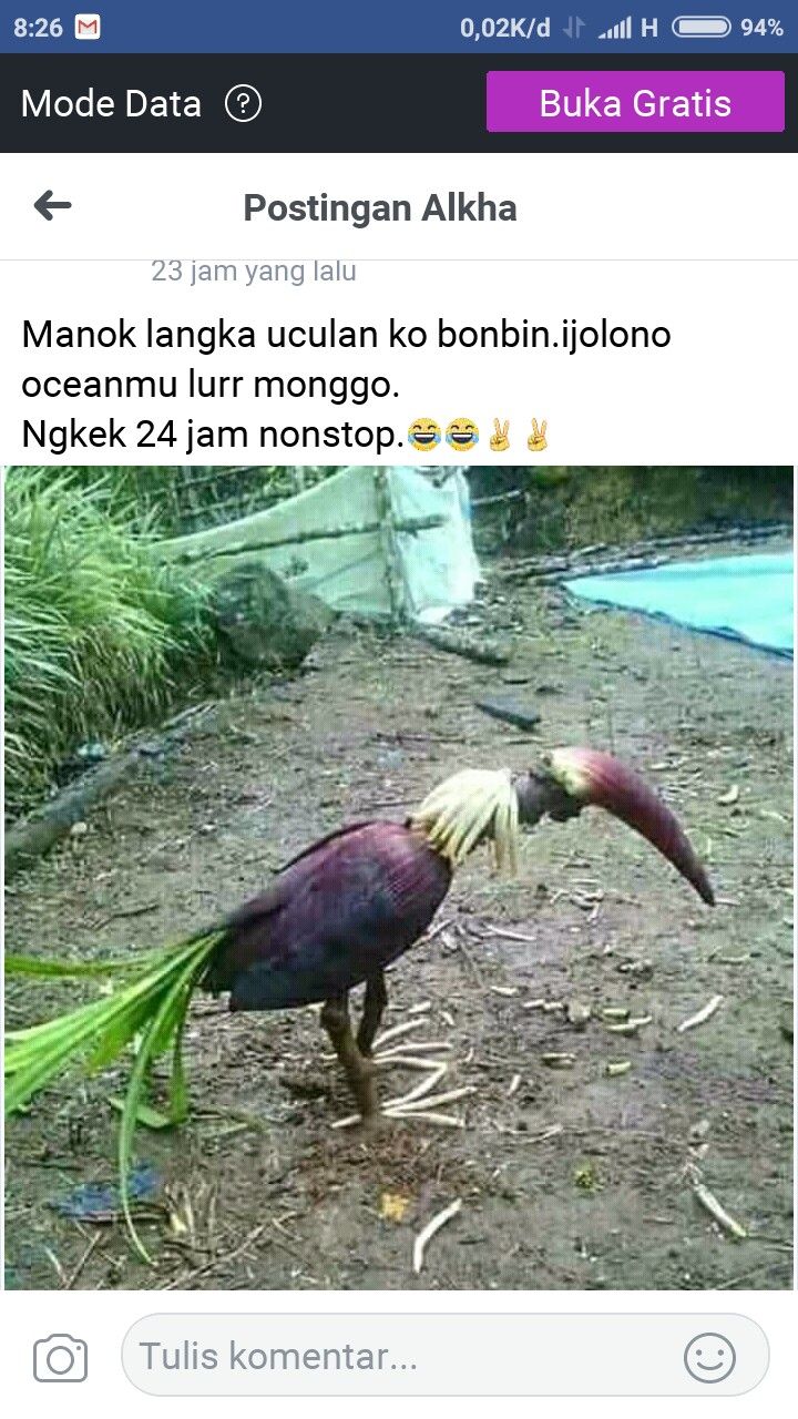 Detail Ayam Lucu Sekali Nomer 50