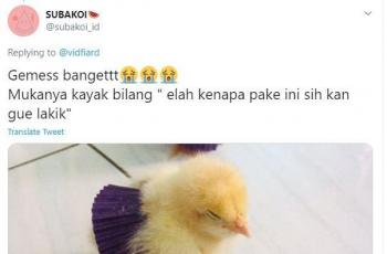 Detail Ayam Lucu Sekali Nomer 55