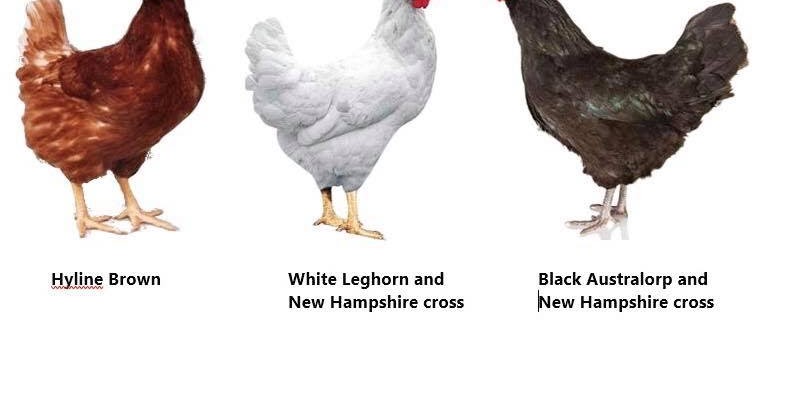 Detail Ayam New Hampshire Nomer 16
