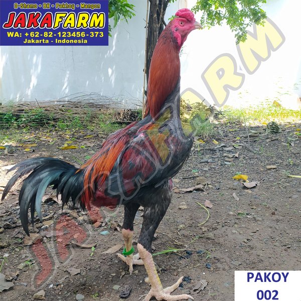 Detail Ayam Pakhoy Import Nomer 29