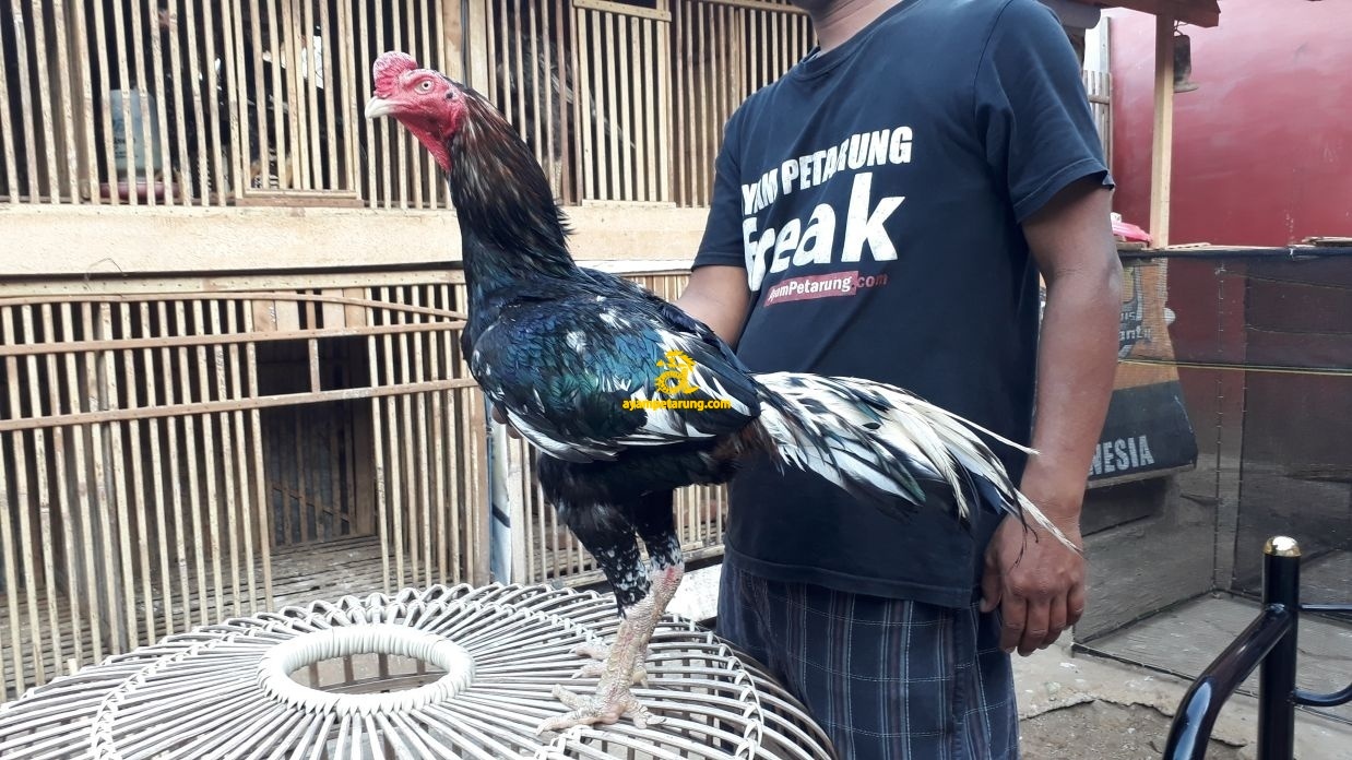 Detail Ayam Pakhoy Import Nomer 4