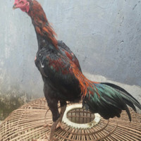 Detail Ayam Pakhoy Import Nomer 32