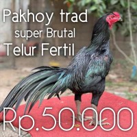 Detail Ayam Pakhoy Import Nomer 34