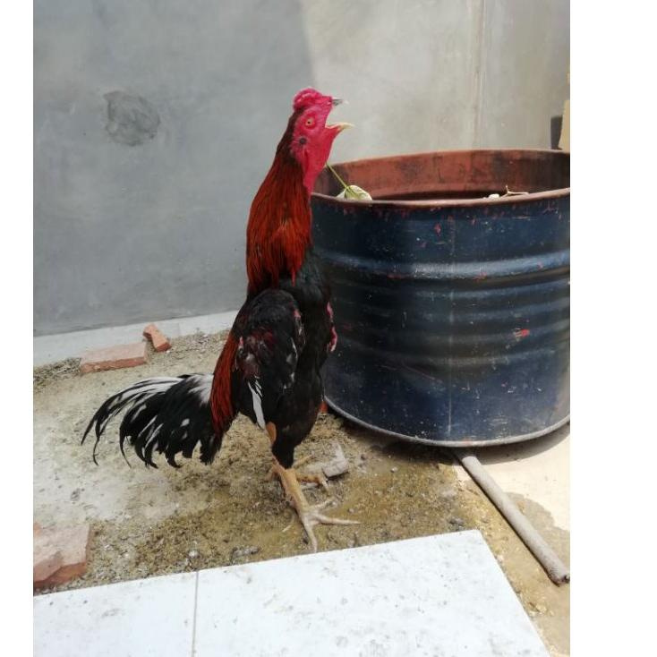 Detail Ayam Pakhoy Import Nomer 37