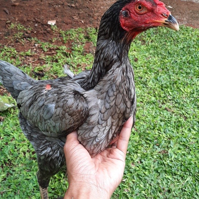 Detail Ayam Pakhoy Import Nomer 38