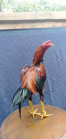 Detail Ayam Pakhoy Import Nomer 45