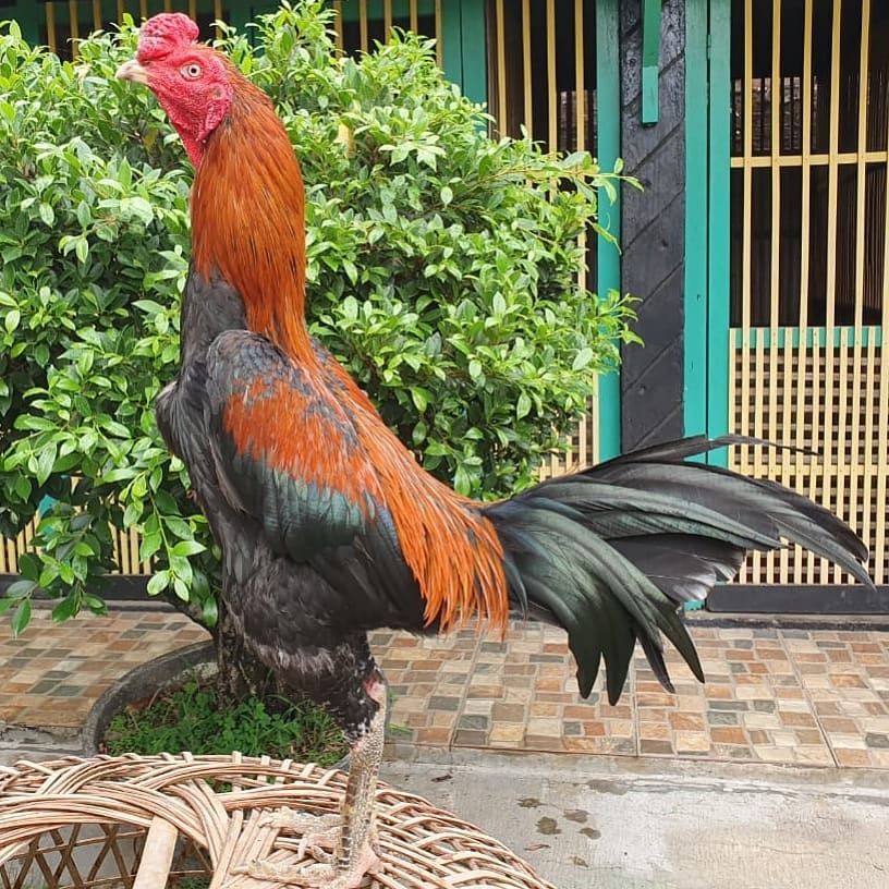 Detail Ayam Pakhoy Import Nomer 6