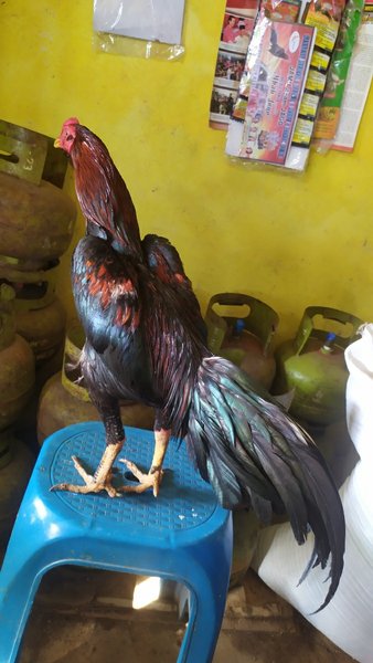 Detail Ayam Pakhoy Import Nomer 51