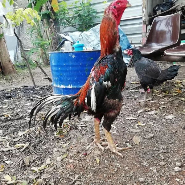 Detail Ayam Pakhoy Import Nomer 55