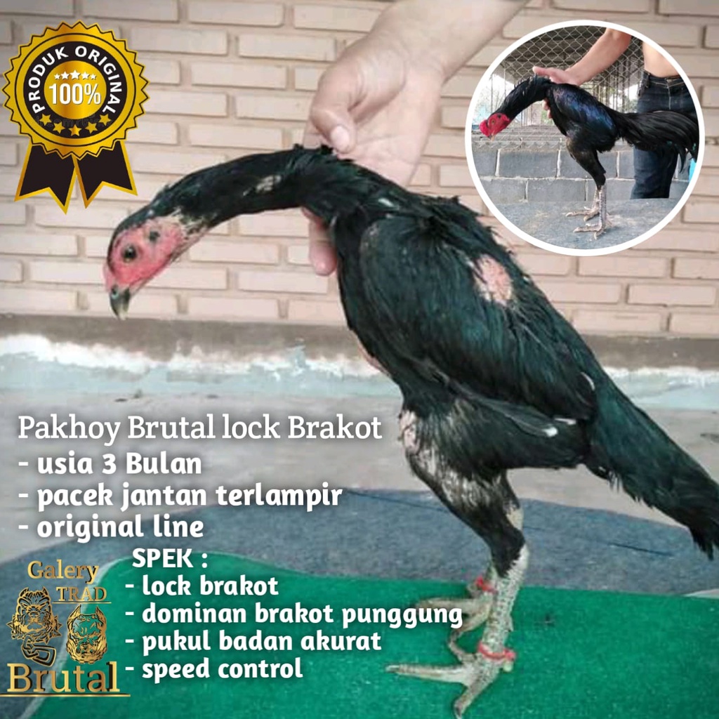 Detail Ayam Pakhoy Import Nomer 57