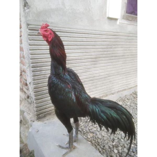 Detail Ayam Pakhoy Import Nomer 7