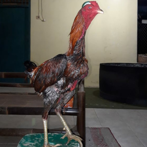 Detail Ayam Pakhoy Import Nomer 8