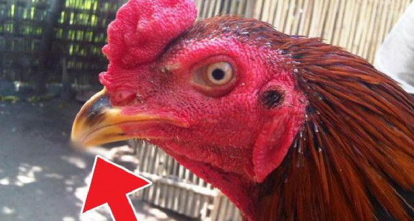 Detail Ayam Paruh Elang Nomer 35