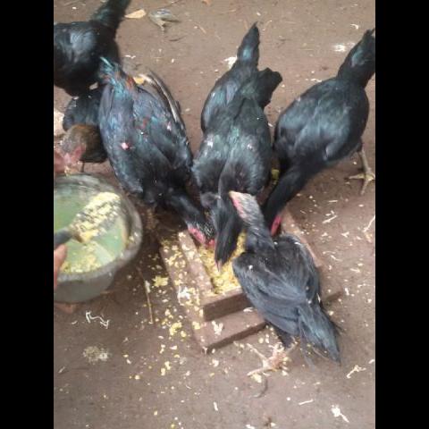 Detail Ayam Paruh Elang Nomer 42