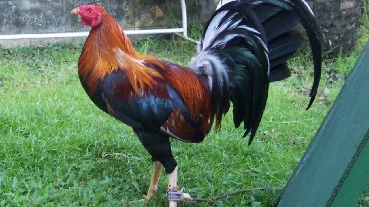 Ayam Peru Super - KibrisPDR