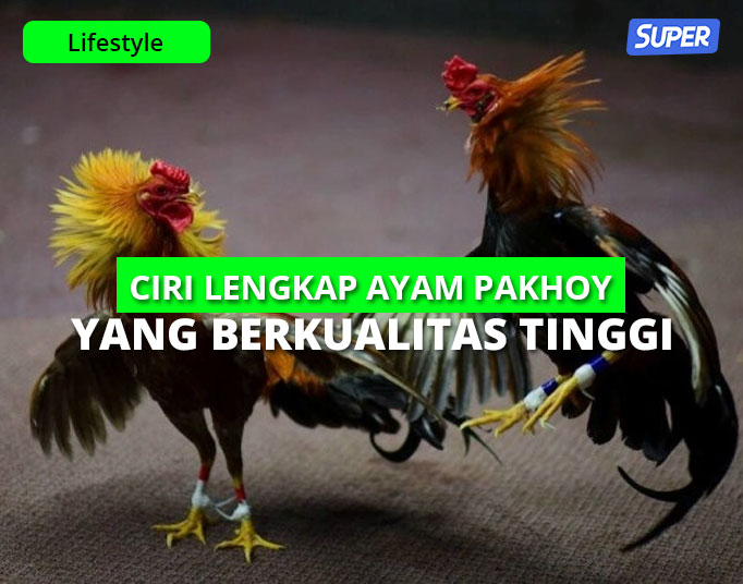 Detail Ayam Petarung Pakhoy Nomer 16