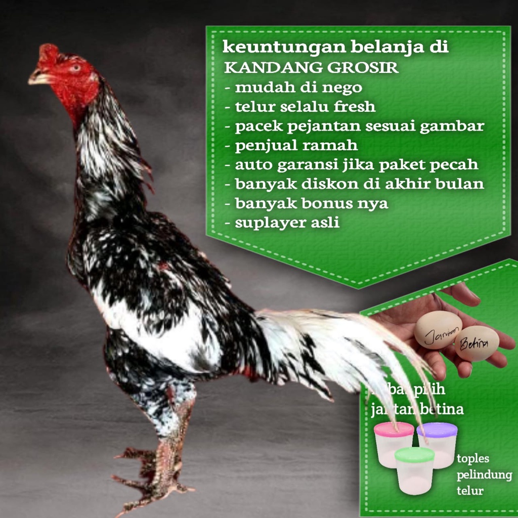 Detail Ayam Petarung Pakhoy Nomer 20