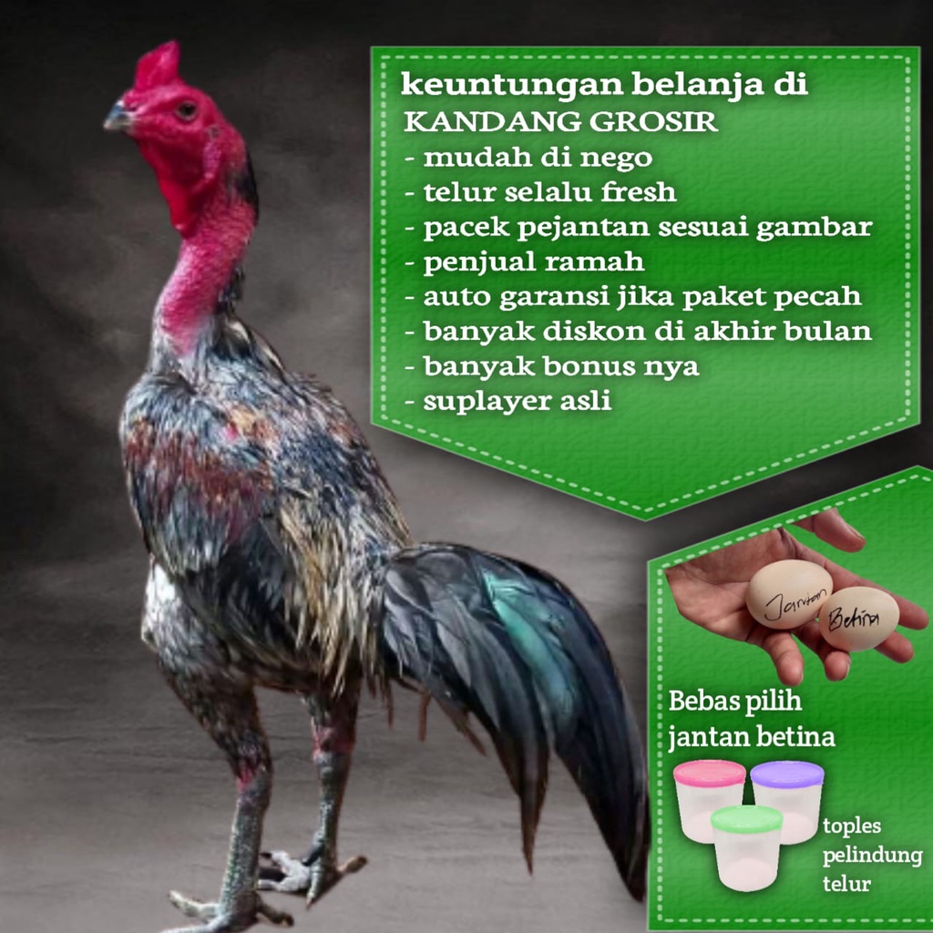 Detail Ayam Petarung Pakhoy Nomer 24