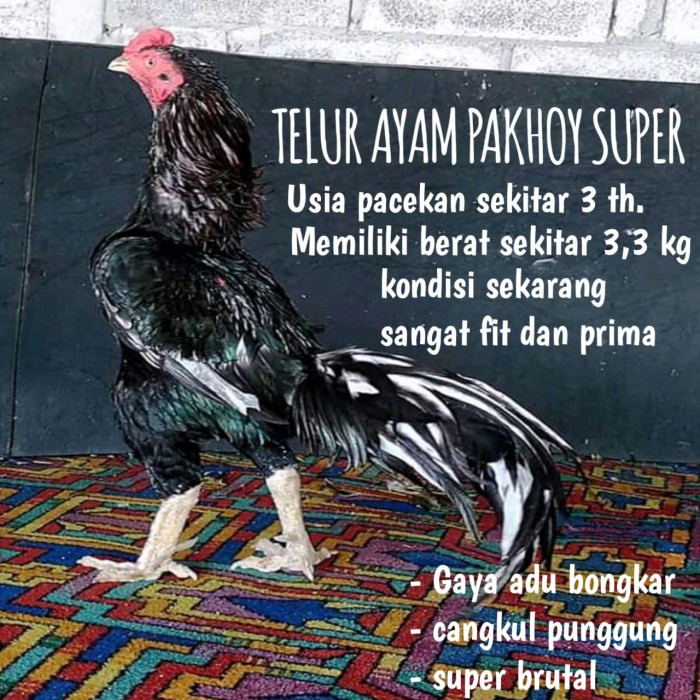 Detail Ayam Petarung Pakhoy Nomer 32