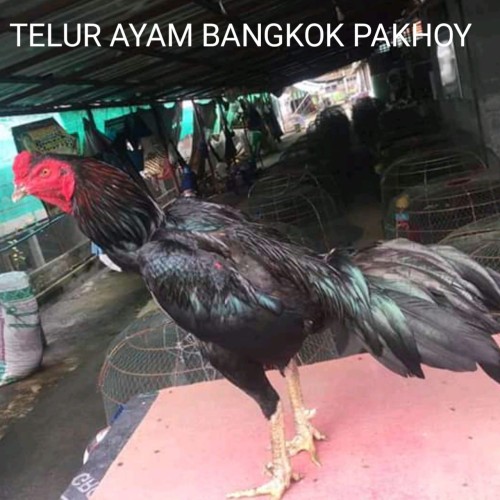 Detail Ayam Petarung Pakhoy Nomer 36