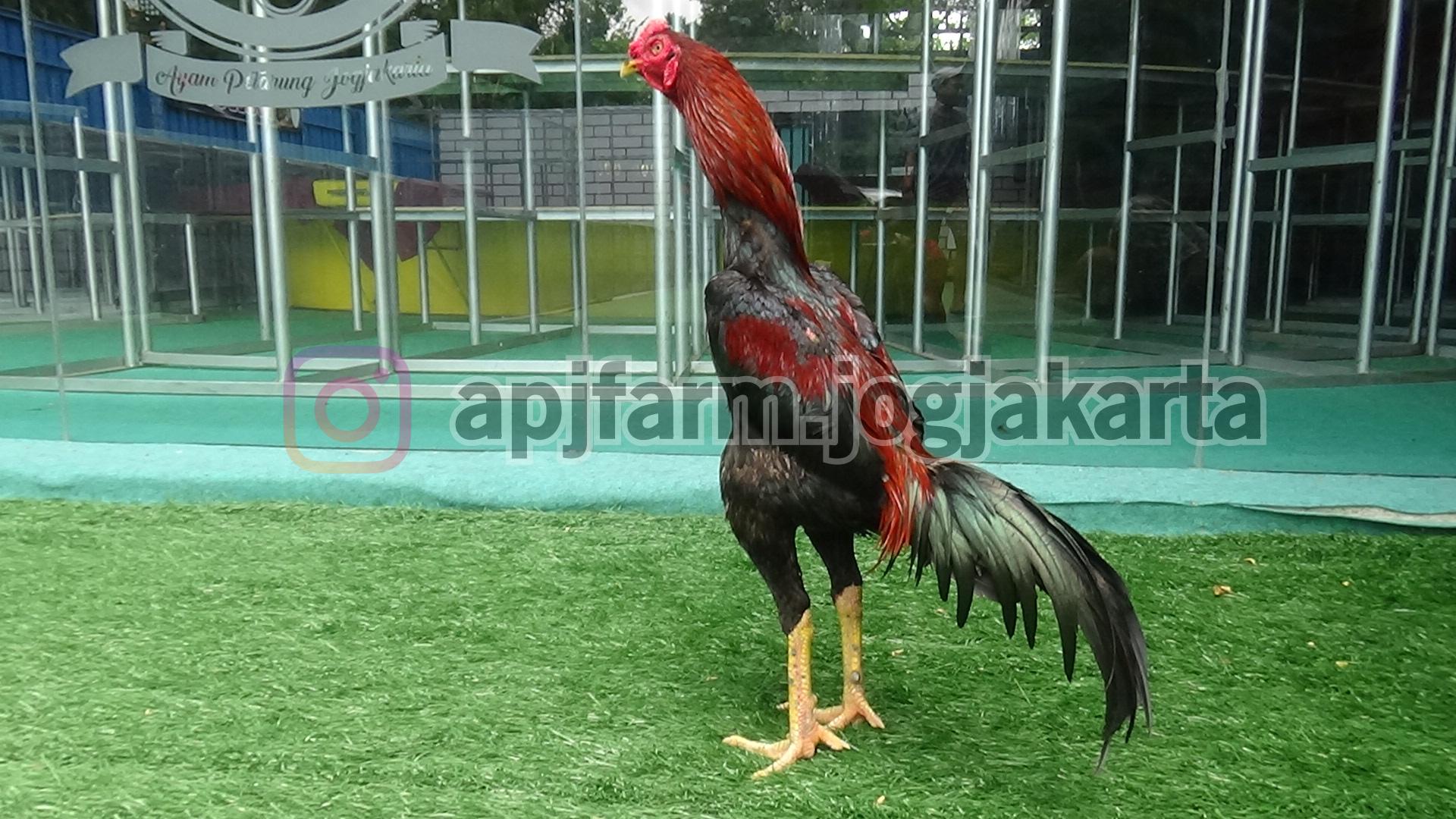 Detail Ayam Petarung Pakhoy Nomer 40