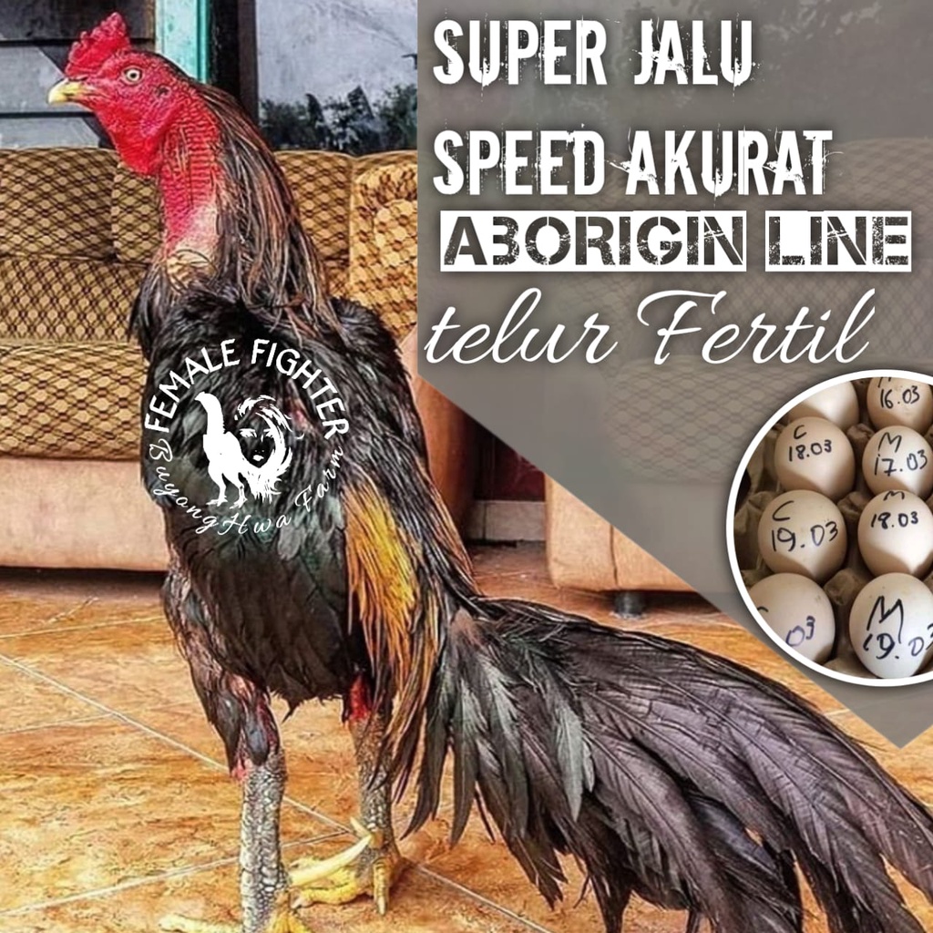 Detail Ayam Petarung Pakhoy Nomer 43