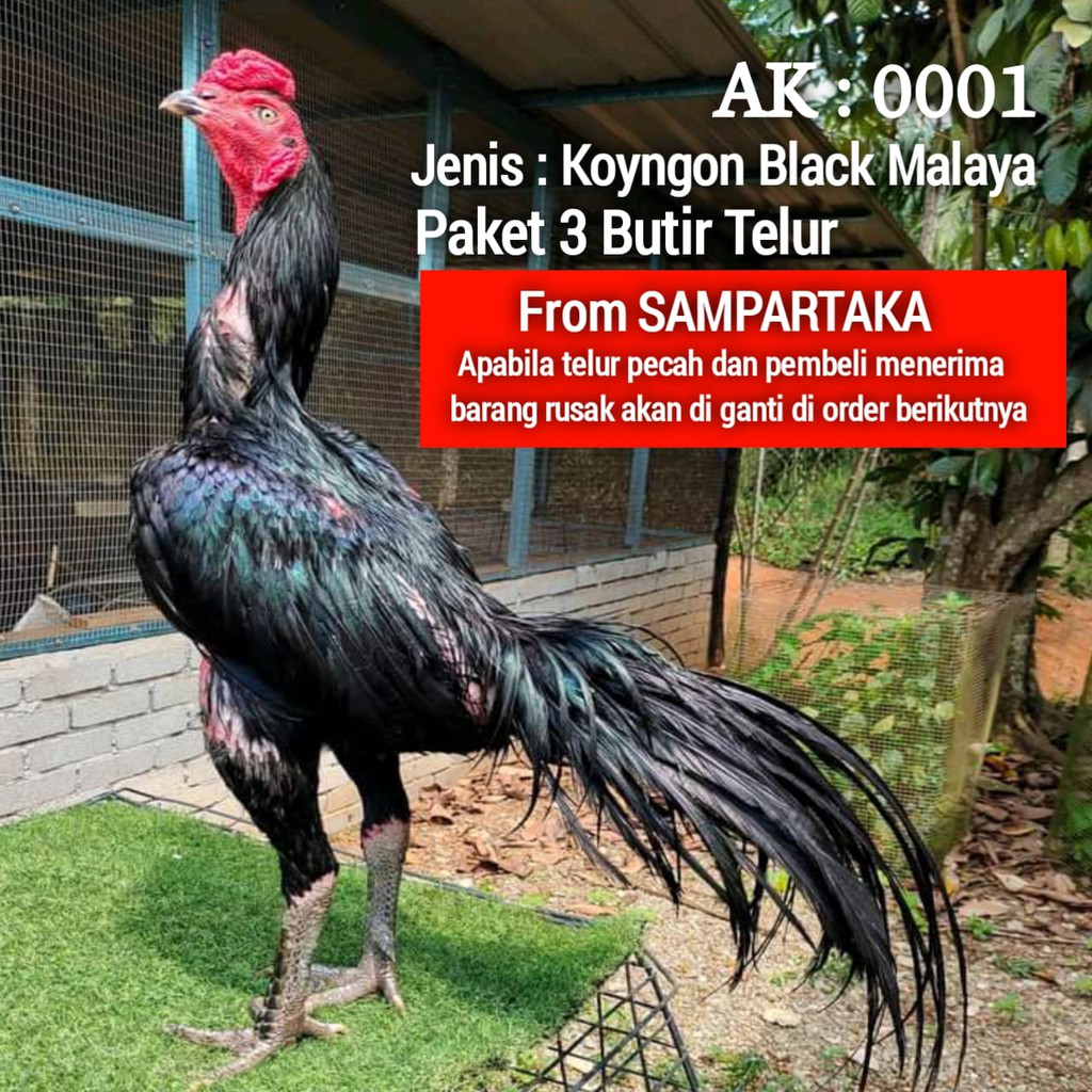 Detail Ayam Petarung Pakhoy Nomer 9