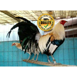 Detail Ayam Philipin Lemon Nomer 47