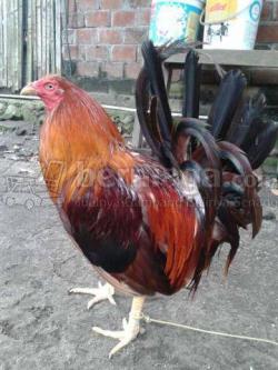 Ayam Philipin Segel - KibrisPDR
