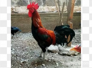 Detail Ayam Potong Png Nomer 47