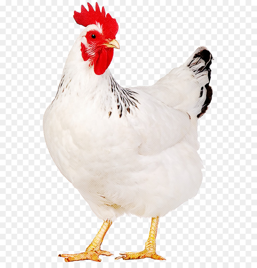 Ayam Putih Png - KibrisPDR