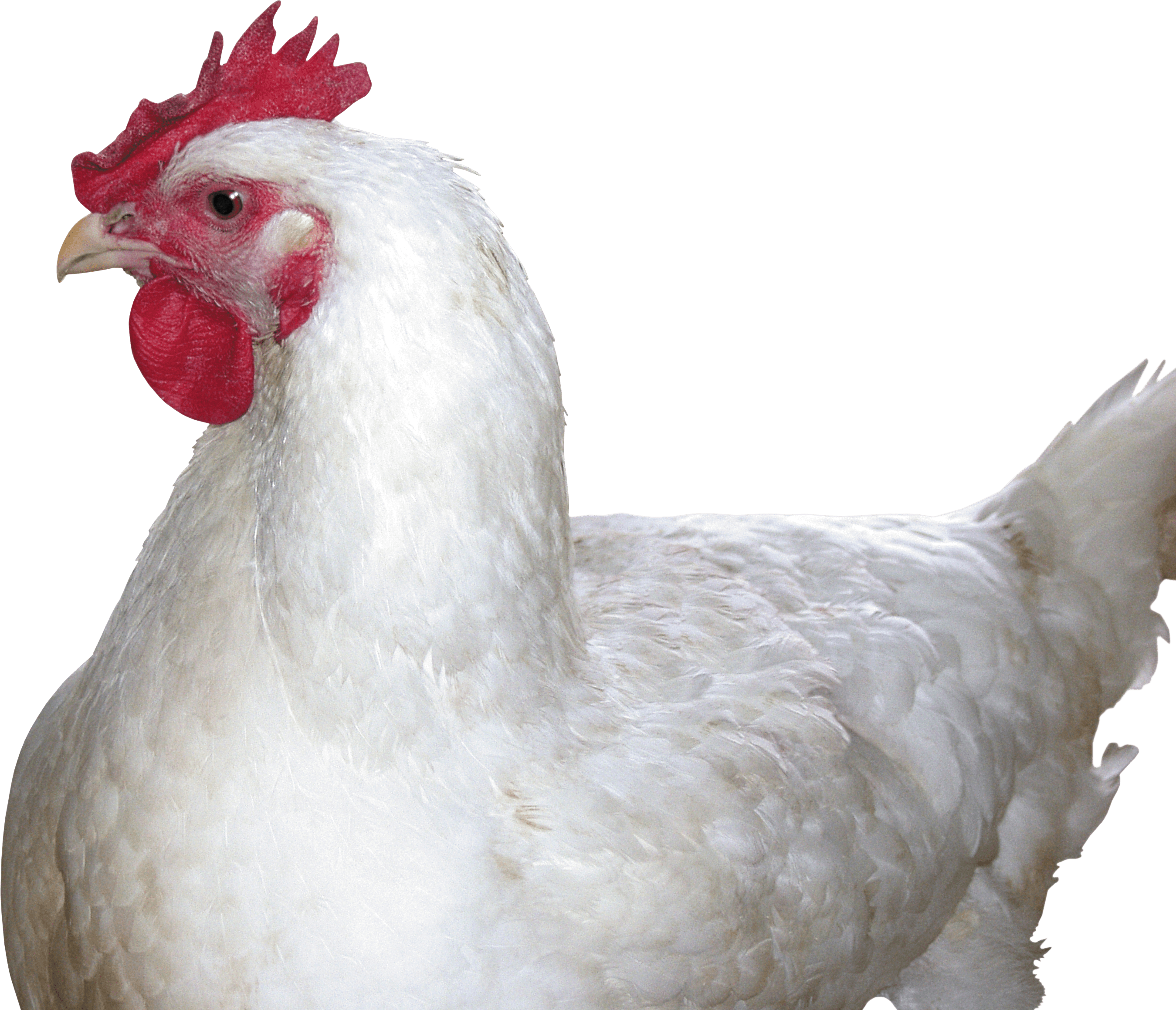 Detail Ayam Putih Png Nomer 31