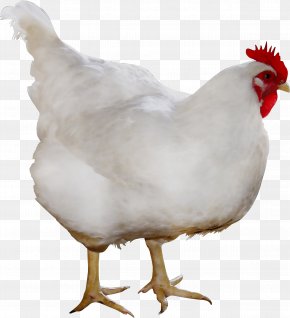 Detail Ayam Putih Png Nomer 37