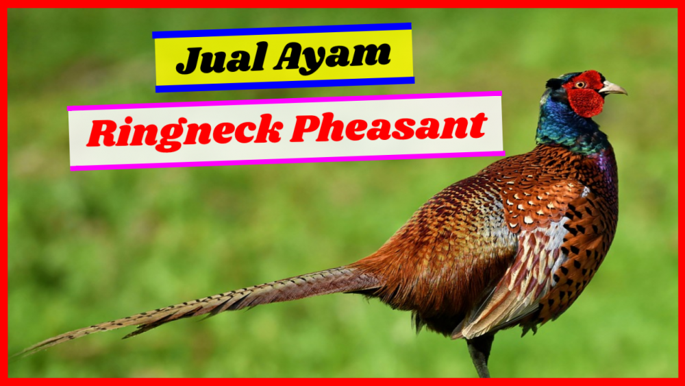 Detail Ayam Ring Neck Nomer 42