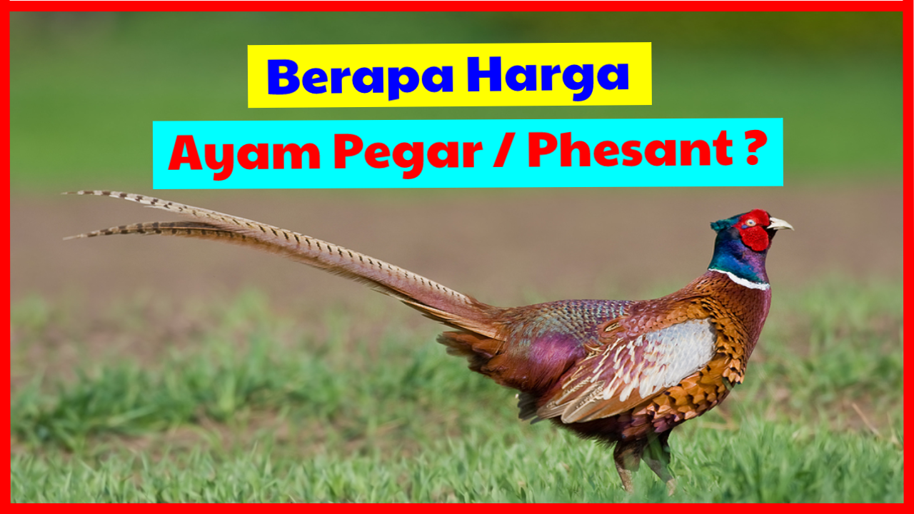 Detail Ayam Ring Neck Nomer 47