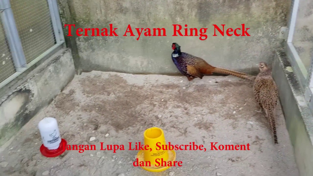 Detail Ayam Ring Neck Nomer 54