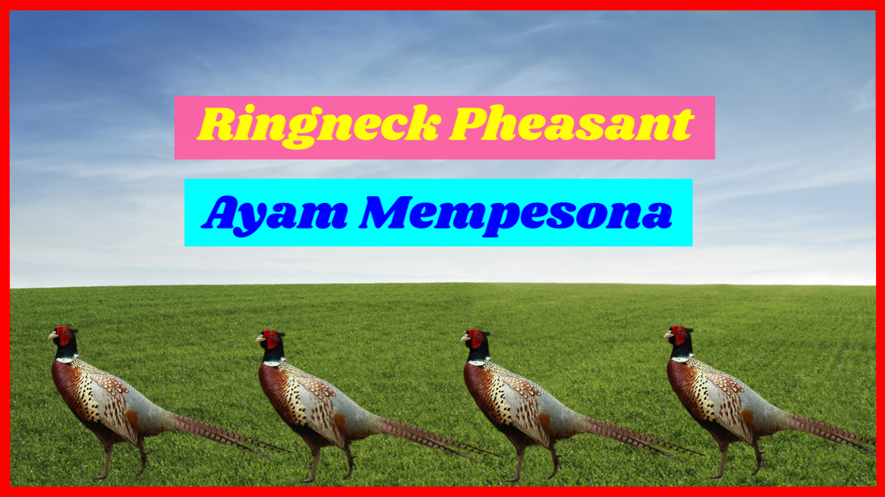 Detail Ayam Ring Neck Nomer 57