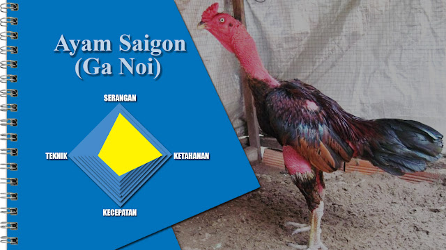 Detail Ayam Saigon Juara Nomer 17