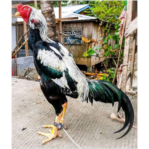 Ayam Samo Jepang - KibrisPDR