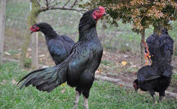 Detail Ayam Samo Jepang Nomer 2