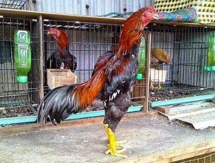 Detail Ayam Samo Jepang Nomer 11