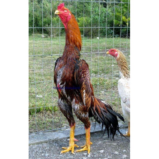 Detail Ayam Samo Jepang Nomer 12