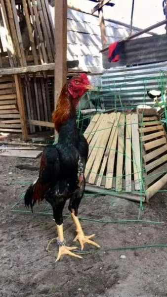 Detail Ayam Samo Jepang Nomer 13