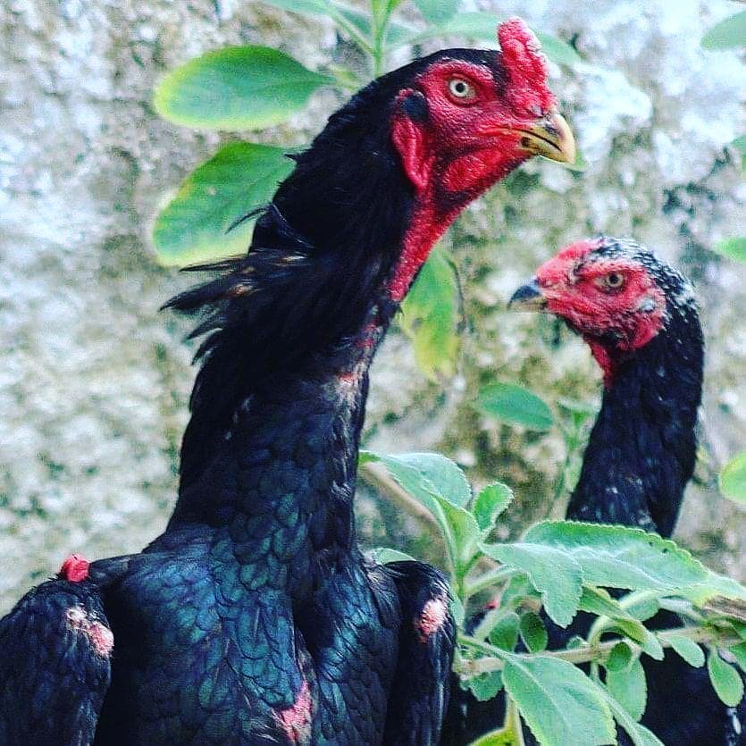 Detail Ayam Samo Jepang Nomer 16