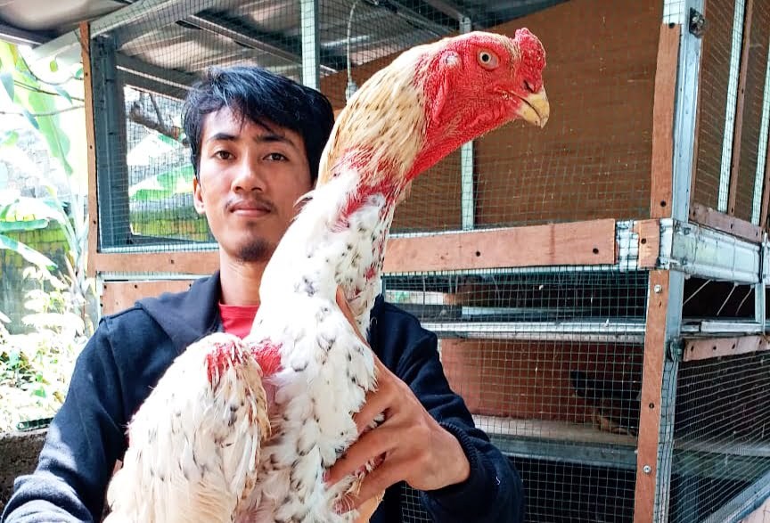 Detail Ayam Samo Jepang Nomer 17