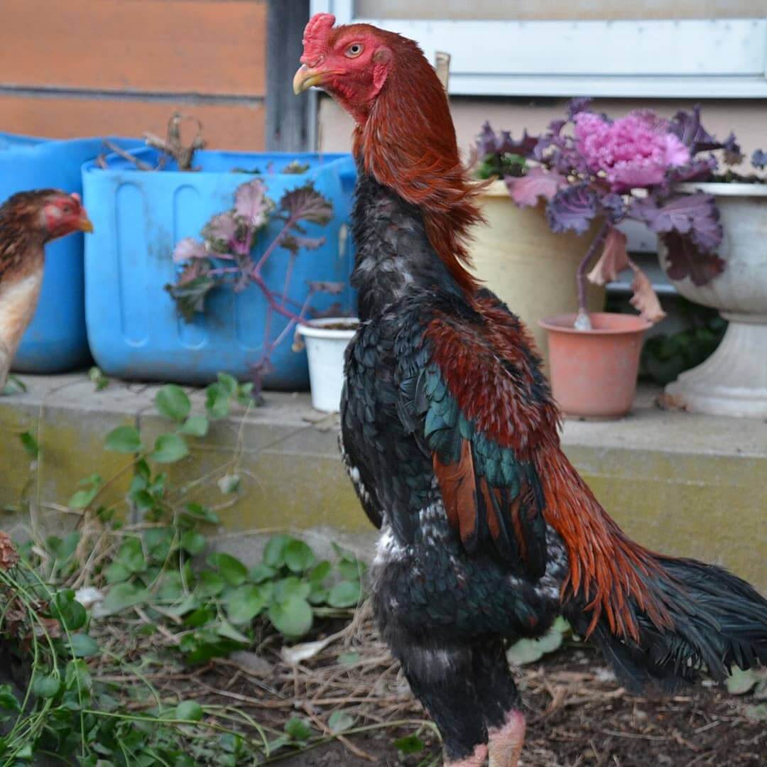 Detail Ayam Samo Jepang Nomer 18